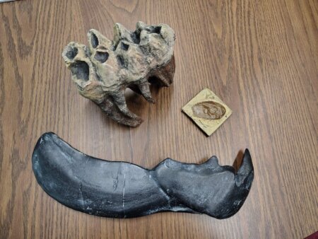 Saturday Fossil thru time